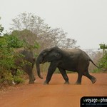 animaux Elephants en Afrique (Ghana - Mole Park) : Elephants traverse route