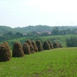 Roumanie 006 - Paysage foin