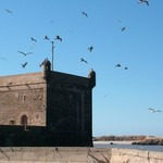 Essaouira 137 - Mouettes sur port - Maroc