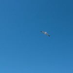 Essaouira 122 - Mouettes - Maroc