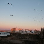 Essaouira 221 - Ville oiseaux - Maroc