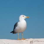 Essaouira 078 - Mouette a L'Hotel - Maroc