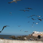 Essaouira 133 - Mouettes - Maroc