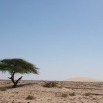 Banc d'Arguin 002 - Arbre et dune dans desert - Mauritanie