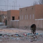 Nouakchott Quartier populaire - 084 - Anne mange ordures - Mauritanie