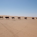 Banc d'Arguin 075 - Caravane animaux desert - Mauritanie