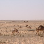 Banc d'Arguin 425 - Dromadaires dans desert - Mauritanie