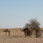 Banc d'Arguin 085 - Dromadaires dans desert - Mauritanie