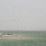 Oiseaux Banc d'Arguin - 258 - Petite Ile et vol - Mauritanie