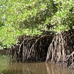 Badoudou 185 - Pirogue - Senegal