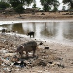 Cochon dans la rue au Senegal