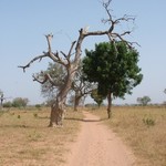 Badoudou 129 - Arbre - Senegal