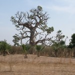 Dakar - Trajet St Louis, Baobab 2 - Senegal