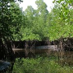 Badoudou 194 - Mangroves - Senegal