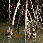 Badoudou 195 - Huitres sur mangrove - Senegal