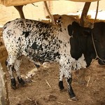 Pays Dogon Kani Kombole 124 - Zebu - Mali