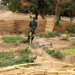 Pays Dogon Ende 190 - Vieu arrose son jardin - Mali