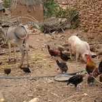 Pays Dogon Begnemato 406 - Basse cour - Mali