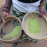 Pays Dogon Ende 238 - Tamis feuilles baobab - Mali