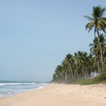 Cape Coast 041 - Plage cocotiers - Ghana