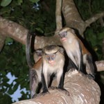 Est Tafi Atome 072 - 2 Monkeys sur arbre flash - Ghana