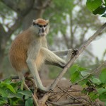 Mole Park 017 - Singe sur arbre dans nature - Ghana