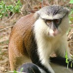 Est Tafi Atome 279 - Monkey portrait - Ghana