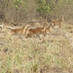 Mole Park 119 - Antilope courrent - Ghana