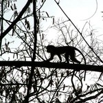 Est Tafi Atome 181 - Monkey contre jour dans arbre - Ghana