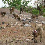 Mole Park 030 - Singes & Phacocheres - Ghana