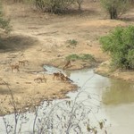 Mole Park 194 - Antilopes ds mare vue d'en haut - Ghana