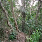 Est Tafi Atome 106 - Foret des singes - Ghana