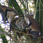 Est Tafi Atome 175 - Monkeys family dans arbres - Ghana