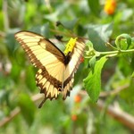 Iguazu 058 - Papillon jaune sur fleur - Argentine