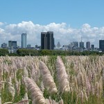 Buenos Aires 027 - Vue parc ecologique - Argentine