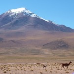 Salar d'uyuni 191 - Montagne et lama - Bolivie