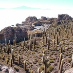 Salar d'uyuni 115 - Isla Pescado cactus - Bolivie