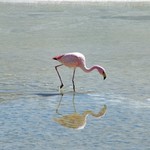 Salar d'uyuni 205 - Flamants roses - Bolivie