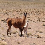 Salar d'uyuni 194 - Lama - Bolivie