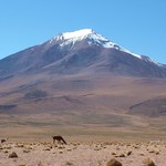 Salar d'uyuni 189 - Montagne et lama - Bolivie