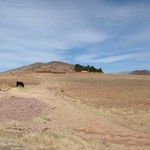 Voyage Sucre-Potosi 013 - Champs avec ane - Bolivie