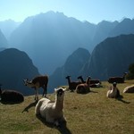 Machu picchu 143 - llamas devant vallee - Perou