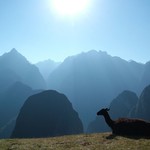 Machu picchu 139 - llama regarde vallee - Perou