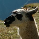 Machu picchu 145 - Tete llama - Perou