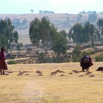 Chinchero 227 - Vieilles avec patates - Perou