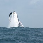 Baleines Puerto Lopez 235 - Corps - Equateur