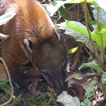 Amazonie 145 - Tapir - Equateur