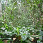 Amazonie 104 - Jungle - Equateur