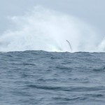 Baleines Puerto Lopez 209 - Retombee - Equateur