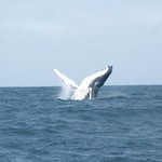 Baleines Puerto Lopez 221 - Saut corps - Equateur